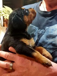 XMas Rottweiler Pups For Sale