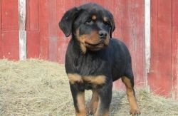 Tail Docked Male and Female Rottweiler Puppies