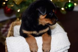 Male and female rottweiler puppies for sale
