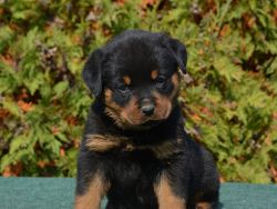 Rottweilers puppies ready to go...