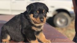 Classic German Style Rottweiler Puppies