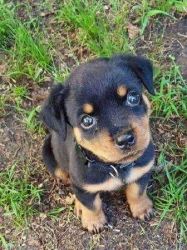Sweet and gentle Rottweiler puppy, about 12 weeks old text us 704 802