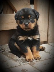 Rottweiler puppies male and female