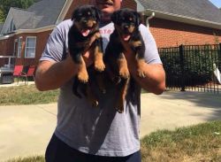 rottweiler puppies for adopotion