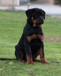 German sired female rottweiler puppies available