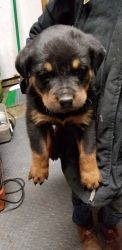 Rottweiler pups will be ready for new home in 3 more weeks