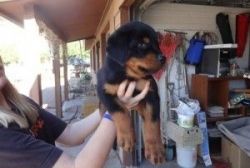 Adorable Rottweiler puppies for adoption text(xxx) xxx-xxx2