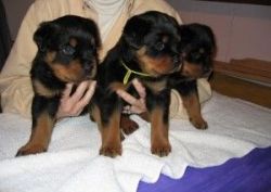 Rottweiler puppies for adoption male and female(xxx) xxx-xxx2