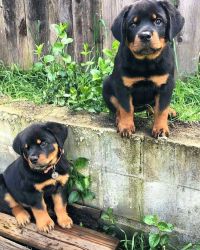 Cute Rottweiler Puppies Available now