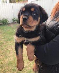 Male & Female Rottweiler puppies