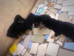 Beautiful AKC Rottweiler puppies for adoption.