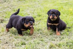 Potty Trained Rottweiller Puppies