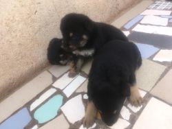These handsome Rottweiler puppies are family raised