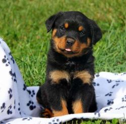 Obedient Rottweiler Puppies For Sale