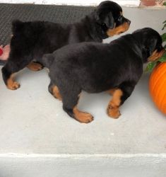 Lovely Rottweiler Puppies For Sale.