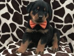 AKC Registered Adorable Rottweiler Puppies