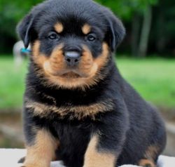 Black Fats Rottweiler Puppies Available for sale
