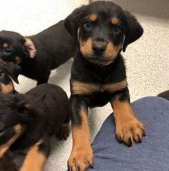 AKC Registered Family Raised Rottweiler Puppies