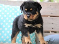 Excellent Rottweiler Male and Female