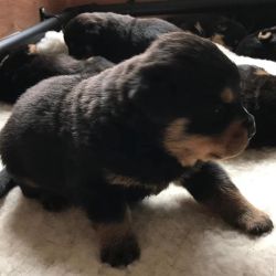 fantastic litter of Rottweiler puppies Ready For New HOMES