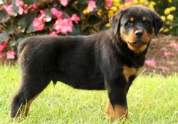 Lovely Rottweiler puppies for sale