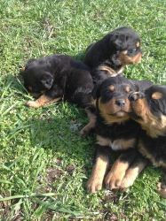 AKC German Rottweiler puppies For Sale