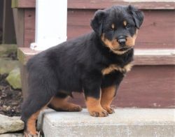 Charming Rottweiler puppies For Sale.