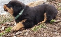 Beautiful, playful Rottweiler pups available