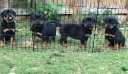 rottweiler puppies for sale - akc registered