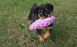 AKC Rottweiler puppies available now