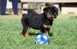 Male and female Rottweiler Puppies For Sale