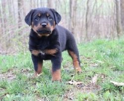 well structured and very friendly Rotties puppies