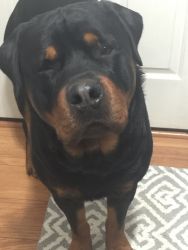 Purebred Male Rottweiler 2 yrs old