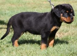 GORGEOUS Rottweiler puppies for Sale.