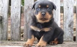 perfect companion Rottweiler puppies