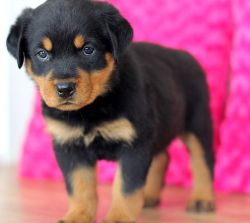 Well Socialized Rottweiler Puppies For Sale.