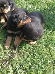 Rottweiler Puppies For Adoption