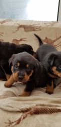 sweet Rottweiler puppies