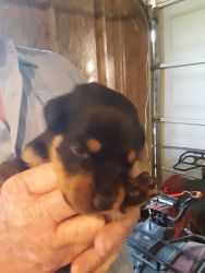 Rottweiler puppies for sale to good home