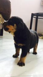 Rotweillers puppies for sale