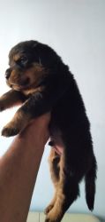 Sale of male rottweiler puppy