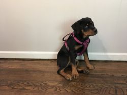 Frendly and smart Rottweiler for sell in kck