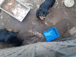 Rottweiler pupies for sale !!!!!