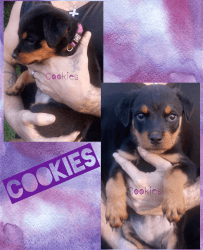 AKC ROTTWEILER PUPPIES**Ready For Their Forever Homes!!!!
