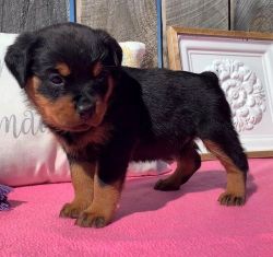 Adorable Rottweiler Puppies