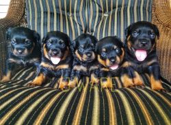 AKC Rottweiler pups available