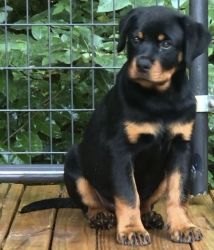 Beautiful AKC Rottweiler Male Pup