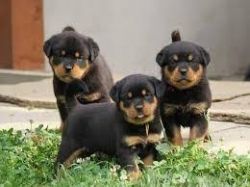Beautiful Rottweiler Puppies