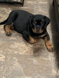 1 FEMALE AVAILABLE German Rottweil check Hoobly for contact info!!!!!!