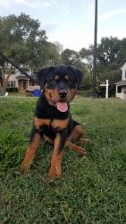 Pure breed Rottweiler girl 4 mo